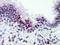 Castor Zinc Finger 1 antibody, AP22621PU-N, Origene, Immunohistochemistry frozen image 