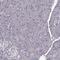 Ectonucleoside Triphosphate Diphosphohydrolase 8 antibody, PA5-54431, Invitrogen Antibodies, Immunohistochemistry frozen image 