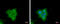 Phospholipase A2 Group IVF antibody, GTX120598, GeneTex, Immunofluorescence image 