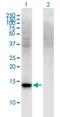 Retinol Binding Protein 7 antibody, H00116362-M01, Novus Biologicals, Western Blot image 