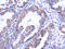 Thyroid hormone-inducible hepatic protein antibody, CSB-PA574019, Cusabio, Immunohistochemistry paraffin image 