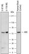 Aristaless Related Homeobox antibody, AF7068, R&D Systems, Western Blot image 