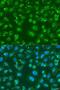 X-box-binding protein 1 antibody, LS-C749644, Lifespan Biosciences, Immunofluorescence image 