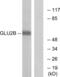 Protein Kinase C Substrate 80K-H antibody, abx013391, Abbexa, Western Blot image 