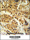 Lipin 2 antibody, 63-529, ProSci, Immunohistochemistry paraffin image 