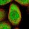 FKBP Prolyl Isomerase 14 antibody, NBP1-83891, Novus Biologicals, Immunofluorescence image 