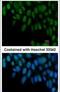 Zinc finger protein ZIC 3 antibody, PA5-29073, Invitrogen Antibodies, Immunofluorescence image 