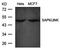 TRAF3 Interacting Protein 2 antibody, orb14628, Biorbyt, Western Blot image 