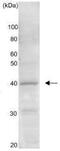 GTP-binding protein GTR2 antibody, GTX64112, GeneTex, Western Blot image 