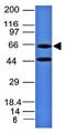 Sialic Acid Binding Ig Like Lectin 5 antibody, orb385449, Biorbyt, Western Blot image 