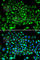 Dynamin 1 Like antibody, A2586, ABclonal Technology, Immunofluorescence image 