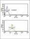 Methylenetetrahydrofolate Dehydrogenase (NADP+ Dependent) 2, Methenyltetrahydrofolate Cyclohydrolase antibody, PA5-14248, Invitrogen Antibodies, Flow Cytometry image 