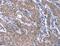 Extra Spindle Pole Bodies Like 1, Separase antibody, MBS2528521, MyBioSource, Immunohistochemistry frozen image 