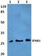 Interferon Beta 1 antibody, A02041-2, Boster Biological Technology, Western Blot image 
