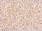 Cytokine Induced Apoptosis Inhibitor 1 antibody, NBP2-15901, Novus Biologicals, Immunohistochemistry frozen image 