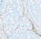 Platelet receptor Gi24 antibody, A700-035, Bethyl Labs, Immunohistochemistry frozen image 