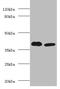 Alcohol Dehydrogenase 5 (Class III), Chi Polypeptide antibody, A55117-100, Epigentek, Western Blot image 