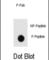 SH3 Domain Containing GRB2 Like, Endophilin B1 antibody, abx032073, Abbexa, Western Blot image 