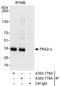 Transformer 2 Alpha Homolog antibody, A303-778A, Bethyl Labs, Immunoprecipitation image 