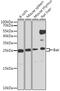 BCL2 Antagonist/Killer 1 antibody, GTX32463, GeneTex, Western Blot image 