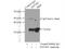 Eukaryotic Translation Elongation Factor 1 Beta 2 antibody, 10095-2-AP, Proteintech Group, Immunoprecipitation image 