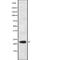 Interleukin 17C antibody, abx216192, Abbexa, Western Blot image 