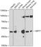 Septin 7 antibody, GTX32981, GeneTex, Western Blot image 