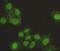 Scaffold Attachment Factor B antibody, GTX49227, GeneTex, Immunofluorescence image 