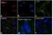 Nanog Homeobox antibody, MA1-017-D650, Invitrogen Antibodies, Immunofluorescence image 