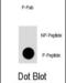 Mitogen-Activated Protein Kinase Kinase Kinase Kinase 1 antibody, abx031957, Abbexa, Dot Blot image 