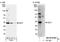 DnaJ Heat Shock Protein Family (Hsp40) Member C9 antibody, NB100-97848, Novus Biologicals, Western Blot image 