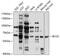 Beta-Carotene Oxygenase 2 antibody, 19-523, ProSci, Western Blot image 