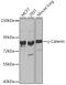 Junction Plakoglobin antibody, GTX32619, GeneTex, Western Blot image 