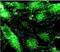 Adaptor Related Protein Complex 2 Subunit Alpha 1 antibody, NB300-721, Novus Biologicals, Immunocytochemistry image 