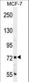 CTAGE Family Member 4 antibody, LS-C167127, Lifespan Biosciences, Western Blot image 