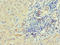 Interleukin 1 Receptor Associated Kinase 2 antibody, LS-C375973, Lifespan Biosciences, Immunohistochemistry paraffin image 