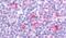 G Protein-Coupled Receptor 62 antibody, PA5-32835, Invitrogen Antibodies, Immunohistochemistry frozen image 