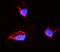 Tubulin Alpha 1a antibody, A03989-1, Boster Biological Technology, Immunofluorescence image 