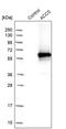 1-Aminocyclopropane-1-Carboxylate Synthase Homolog (Inactive) antibody, PA5-54485, Invitrogen Antibodies, Western Blot image 