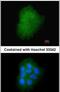 Transmembrane Protein 147 antibody, PA5-21894, Invitrogen Antibodies, Immunofluorescence image 