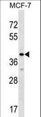 Mitochondrial Ribosomal Protein L1 antibody, LS-C164629, Lifespan Biosciences, Western Blot image 