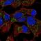 EMAP Like 6 antibody, NBP2-55841, Novus Biologicals, Immunofluorescence image 