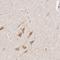 Chloride Voltage-Gated Channel 5 antibody, HPA000401, Atlas Antibodies, Immunohistochemistry frozen image 