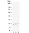 HRas Proto-Oncogene, GTPase antibody, R31862, NSJ Bioreagents, Western Blot image 