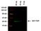 TAP Tag antibody, MA1-108-D800, Invitrogen Antibodies, Western Blot image 