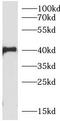 TNF Alpha Induced Protein 3 antibody, FNab10156, FineTest, Western Blot image 