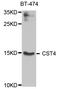 Cystatin S antibody, STJ110413, St John