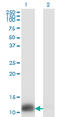 Thioredoxin antibody, LS-B14152, Lifespan Biosciences, Western Blot image 