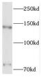 Pinin, Desmosome Associated Protein antibody, FNab06459, FineTest, Western Blot image 