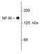Neurofilament Medium antibody, GTX39573, GeneTex, Western Blot image 